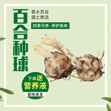 百合種球四季開花室內外花卉精致盆栽香水百合花種子開花易活種球