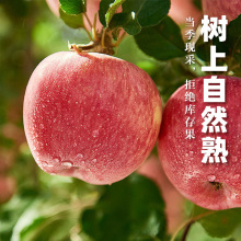 【產地直發】正宗山東煙台紅富士蘋果新鮮脆甜棲霞富士蘋果
