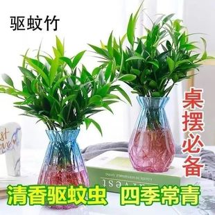 驅蚊竹柏水培植物室內水養綠植花卉盆栽辦公室四季客廳竹柏竹柏苗