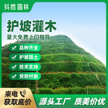 廠家直銷灌木種子紫穗槐刺槐銀合歡多花木蘭馬棘綠化護坡固土草籽