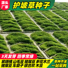 灌木種子紫穗槐刺槐多花木蘭胡枝子葛藤荒山復綠草種護坡固土草籽