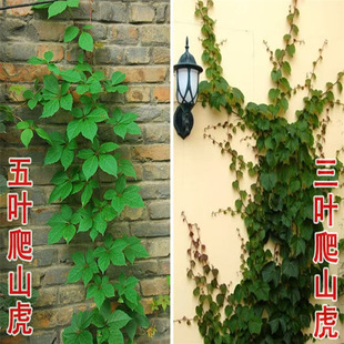 爬山虎爬藤四季常青不落葉庭院藤蔓植物五葉三葉爬牆虎樹苗種籽子