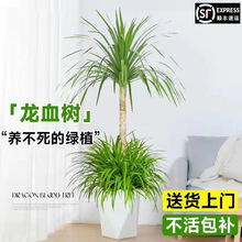 真雙層龍血樹客廳室內大型盆栽吸甲醛辦公室盆栽綠植老樁龍須樹
