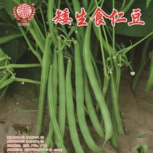 五洲牌矮生食仁豆長豆角種子-(豇豆種子)長豆角種籽蔬菜種子批發