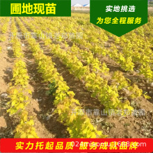 東北遼寧供應黃金楓小苗黃金楓芽接苗風景樹狄波拉黃金楓接穗種芽