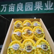 海南燕窩果  代發禮盒裝 新鮮黃火龍果清甜 麒麟果 海南熱帶水果