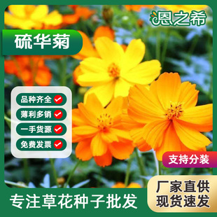 批發硫華菊種子耐旱耐熱花海花田四季好種易活綠化草花工程種籽