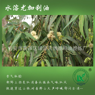 ˮȼAqueous Eucalyptus Essential Oil Fx