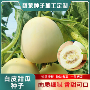 極早18早熟白甜瓜種子 5g白皮香瓜薄皮甜瓜種子 大棚菜園香瓜種子