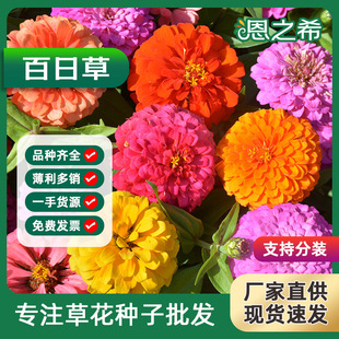 重瓣百日草種子花期長好種易活野花組合波斯菊綠化花海路邊花種子