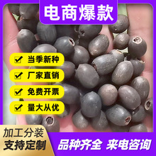 蓮子種子水培植物四季養開花荷花籽睡蓮種子盆栽室外非碗蓮種子
