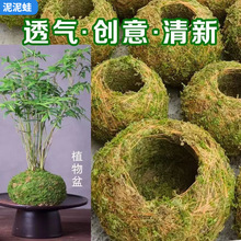 苔蘚球創意花盆蝴蝶蘭石斛蘭米竹種植盆栽微景觀青苔盆栽綠植保濕