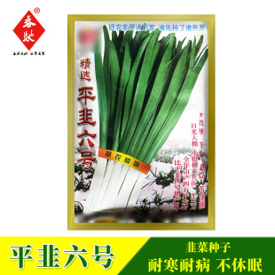廠家批發韭菜種子 拯農韭菜種子 平韭六號 不休眠韭菜種籽 蔬菜種