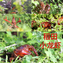 昕風尚【空運直達】盱眙小龍蝦鮮活567錢湖北潛江洪湖清水稻田蝦