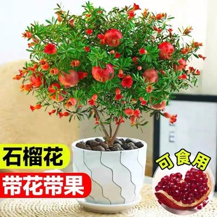 石榴花盆栽觀賞果樹苗室內外盆景四季開花植物庭院可食用花卉綠植