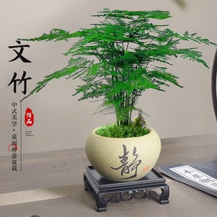 文竹盆栽室內綠植物辦公室桌面小盆栽客廳四季常青花卉好養活雲竹