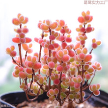密葉糖球枝干番杏多肉植物室內稀有花卉小盆栽群生老樁糖果造型樁