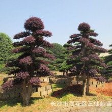 求購紅花繼木 湖南造型紅花繼木特色聞名 紅花繼木樁景價格優惠