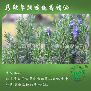 R޲ͪԵ㾫Verbenone rosemary oil owBl޹