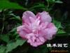 ��Ӧ��ľ�ࣺ�Ͼ�����ޱ�����̡�ӭ����ľ�ȡ�ӣ��(ͼ)