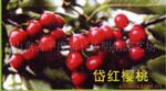 ��Ӧ᷺�ӣ������