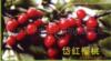 ��Ӧ᷺�ӣ������