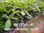 ��Ӧ�һ���ľ���Ż����ζ���������˼ ��������ľ
