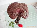供应灵芝