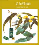 �ȼ������� 30ML׿����֥ Eucalyptu Ʒ�ƾ�������