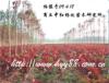 ��Ӧ�ݳǺ�Ҷ��,��Ҷ�����,��Ҷ��