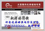 供应防治种鸭葡萄球菌病和链球菌病-好得快