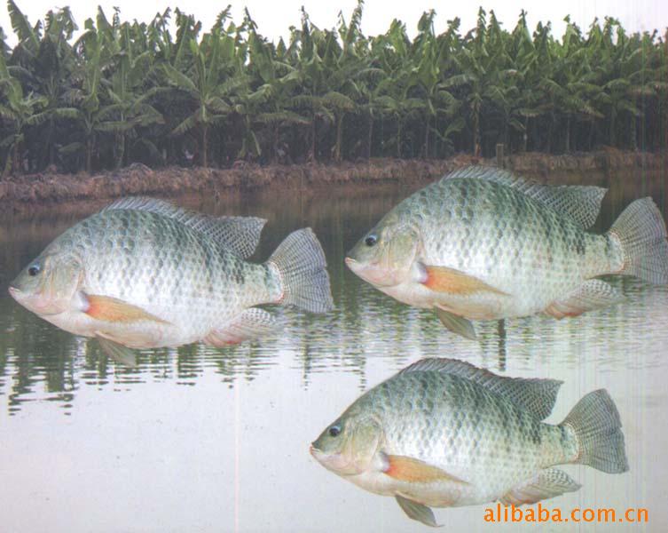 ޷