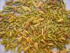 供应小茴香、出口小茴香、fennel seeds