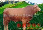 鲁西黄牛肉牛饲料、肉牛选种、肉牛行情
