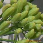 供应小茴香(色绿,出口级标准,干净无杂质)