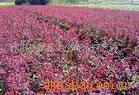 ��Ӧ��ҶС��.��Ҷ����.��Ҷʯ�.�����ӽ���(ͼ)