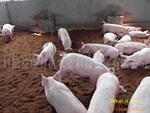 诚招生态养猪 发酵素 生态养猪技术全国招商代理加盟
