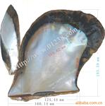 供应企鹅贝壳,海螺,贝壳,shell,纽扣贝壳