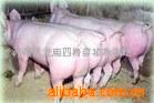 四海牧业常年对外供应大量优质苗猪、猪苗、品种猪
