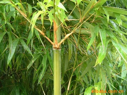 ���������һ��ͼƬ