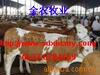 西门塔尔肉牛犊