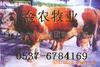 成年西门塔尔牛
