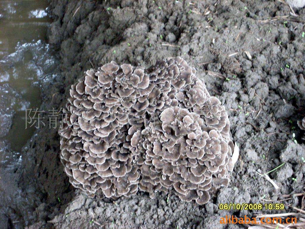【灰树花种植地批发 小朵灰树花】价格,厂家,图片,灰