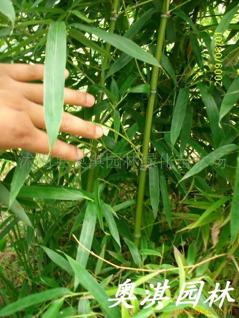 供应竹子-观赏竹-绿化竹子-竹苗-早园竹