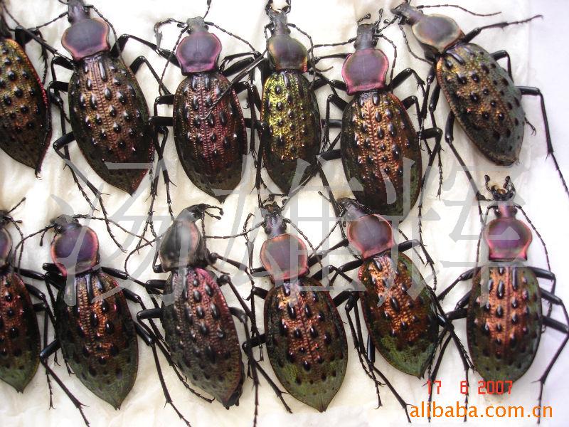 供应各种南方甲虫标本 甲虫标本