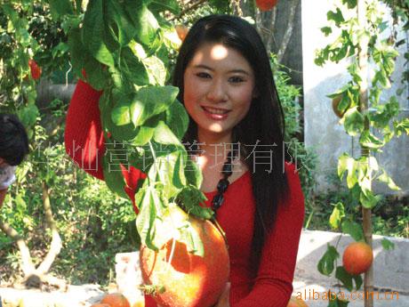 【木鳖子果汁(番茄红素.胡萝卜素)】