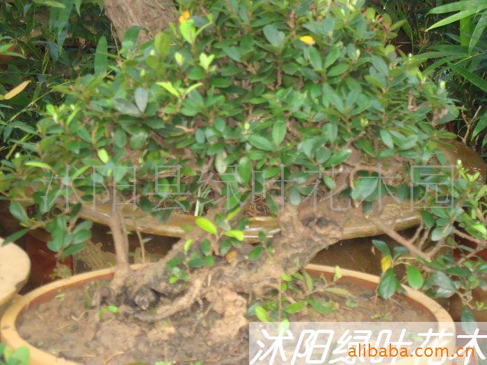 供应树木盆景千奇百怪四季常青小叶蚊姆,雀梅盆景
