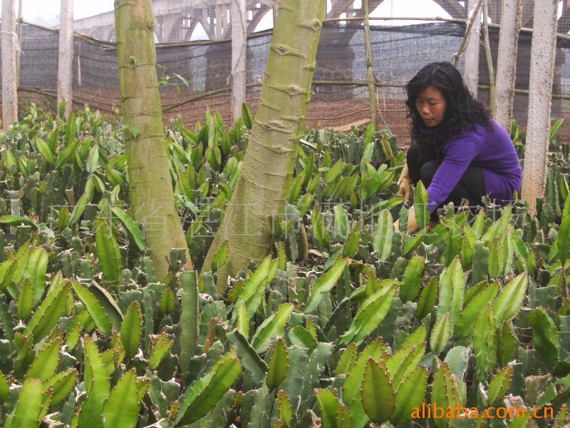 其他农作物种子、种苗-台湾红心火龙果苗大笼