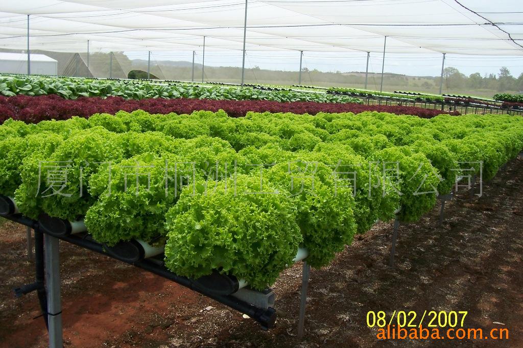 出售澳洲博赛尔叶菜类无土栽培设施农业设备与
