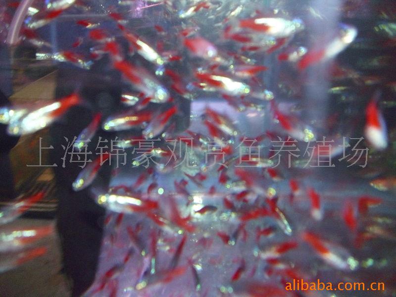 上海锦豪养殖场批发热带鱼-观赏鱼红绿灯鱼-价